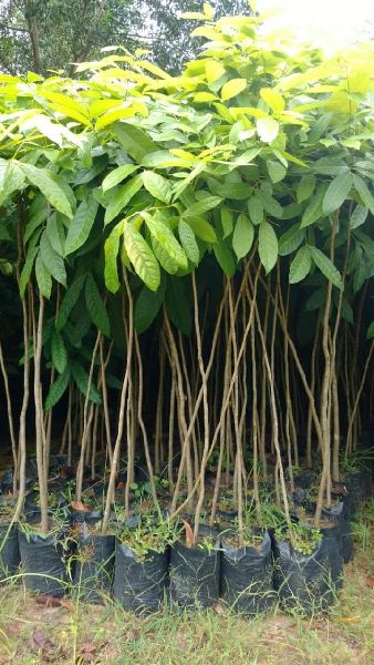 African Mahogany (4 ft) Plants — Mahogany sapling available at Agro Nursery Garden